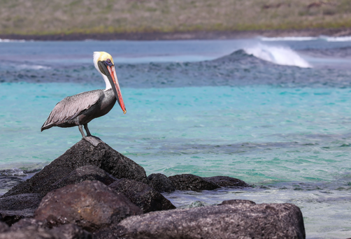 Punta Suarez, Espanola, Ecuador