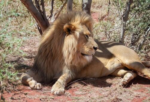 Cape Town, South Africa ★Aquila Game Reserve★