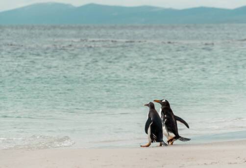 Carcass Island, Falkland Islands