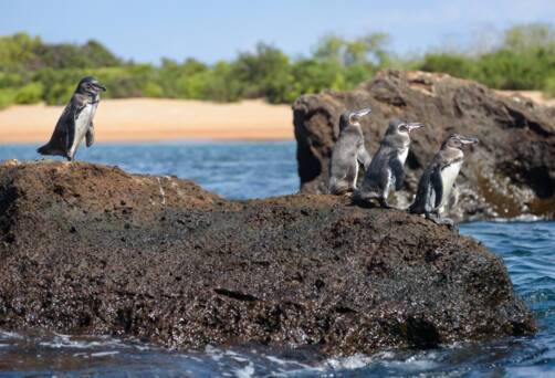 Santiago Island, Ecuador