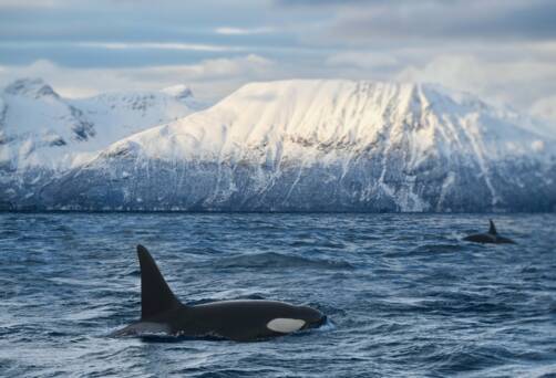 Arctic Circle