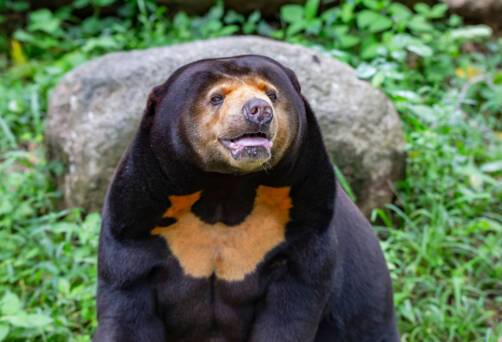 Bornean Sun Bear