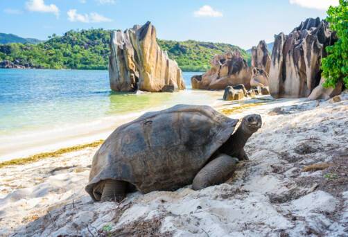 Aldabra, Seyshelles