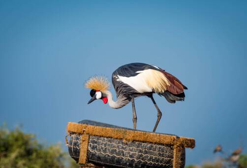 Sir Bani Yas Island