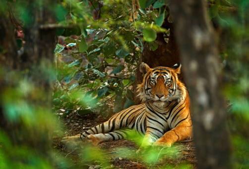 Ranthambore National Park