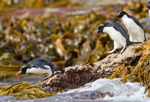 The Snares, New Zealand