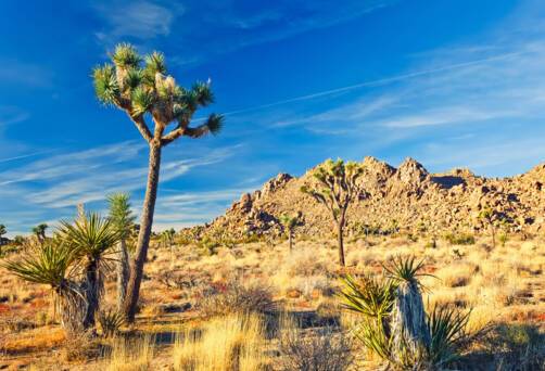 Mojave Desert