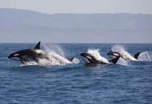 Whales