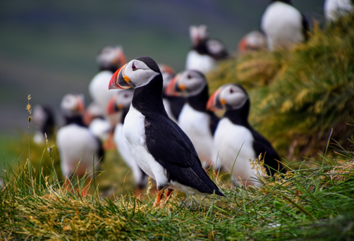 Puffins