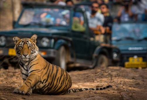 Ranthambore National Park, India