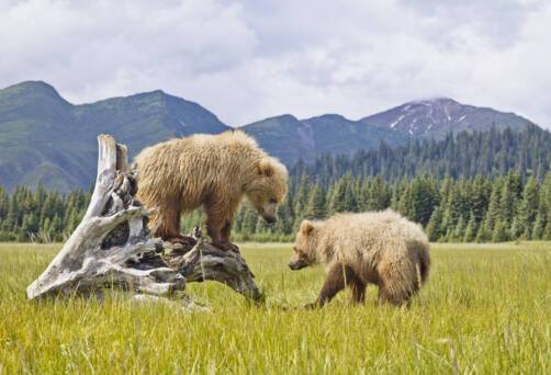 Denali National Park