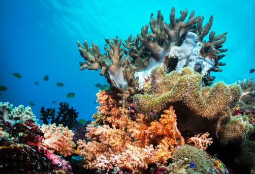 Wakatobi National Park, Indonesia