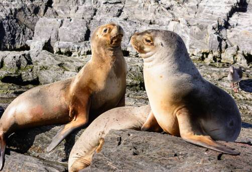 Beagle Channel, Argentina