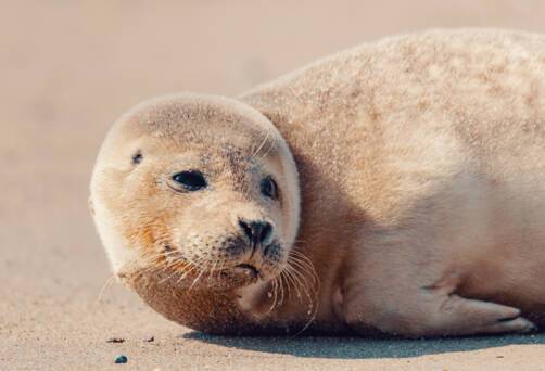 Helgoland