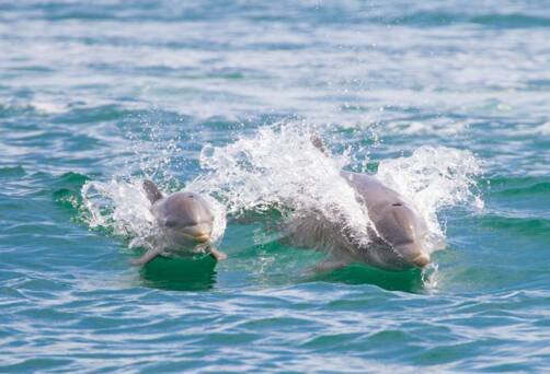 Cebaco Island, Panama