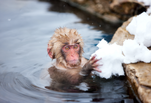 Snow Monkey