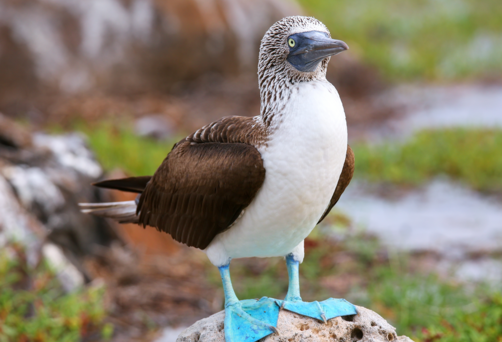 Blue Footed Boobie
