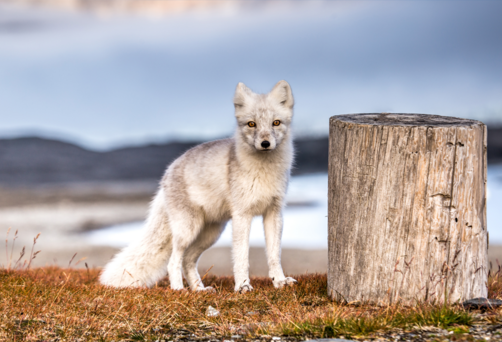 Arctic fox