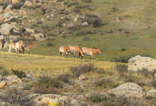 Khustai national park