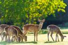 Nara Park, Japan