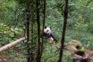 Chengdu Panda