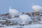 Rock ptarmigan Svalbard