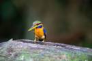 Malaysian wildlife