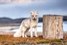 Arctic Fox