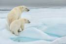 Polar Bears