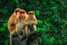 Proboscis Monkey