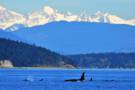 Puget Sound