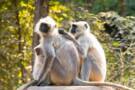 Ranthambore National Park