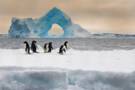 Cruising Antarctic Sound
