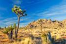 Mojave Desert