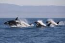 Whales