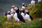 Puffins