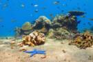 Apo Reef, Philippines