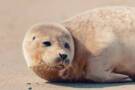 Helgoland