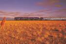 Nullarbor Desert