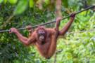 Orangutan Sanctuary