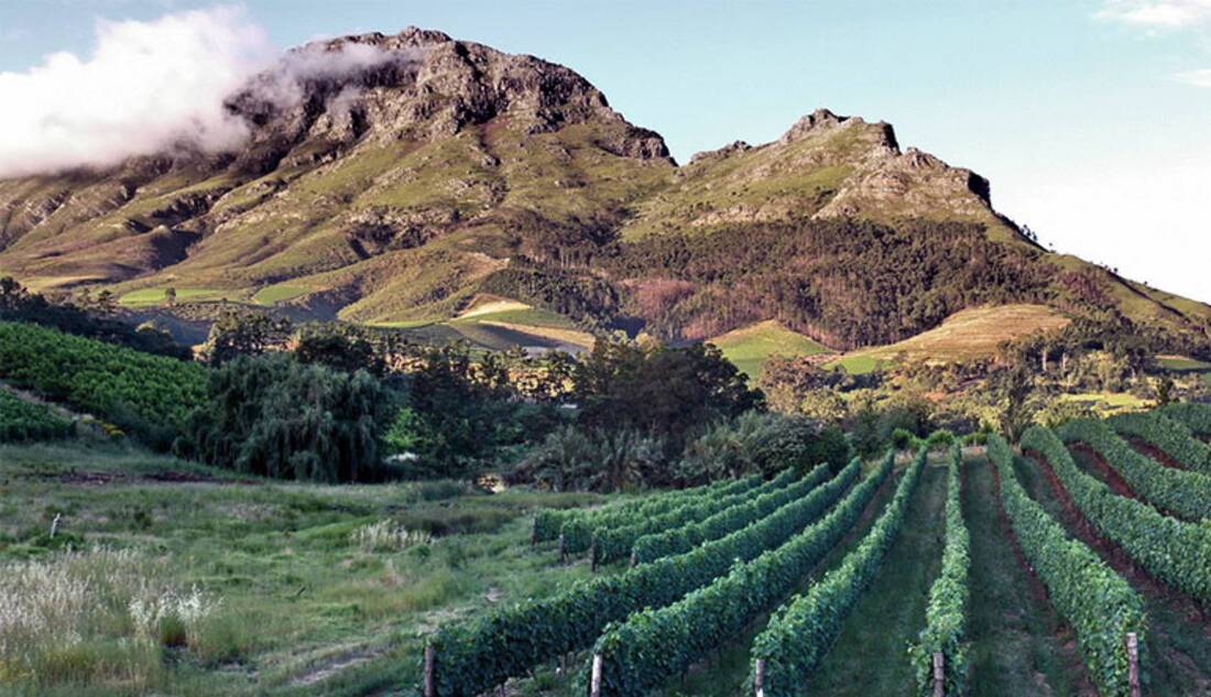 Stellenbosch Vineyard, South Africa