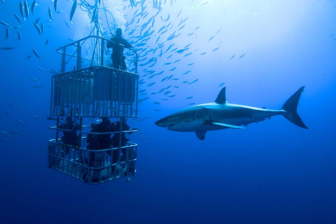 Cage diving with sharks