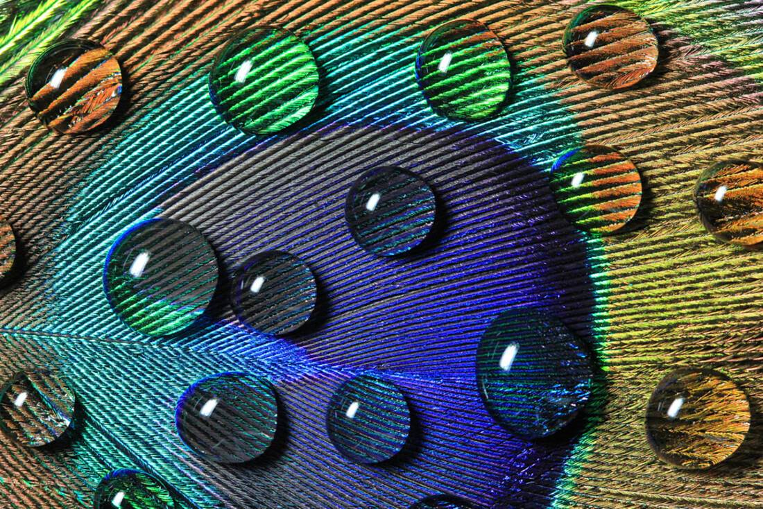 Peacock feather close up