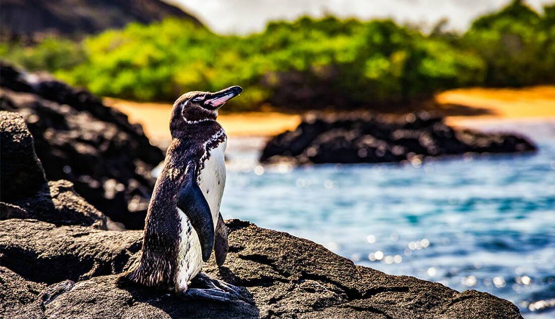 Best time to visit Galapagos