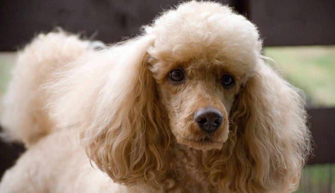 Poodle