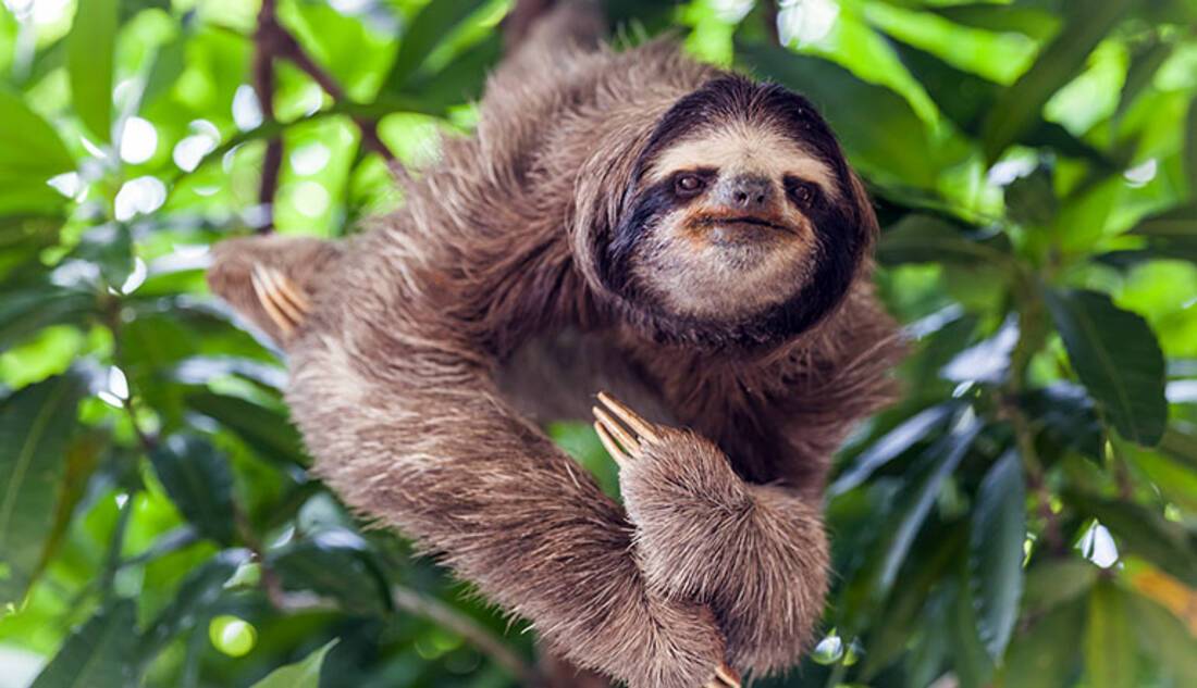 Sloths