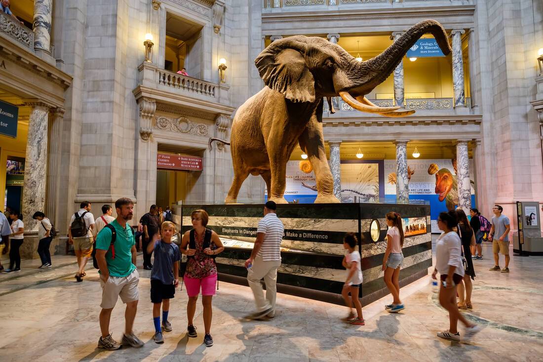 American Museum of Natural History