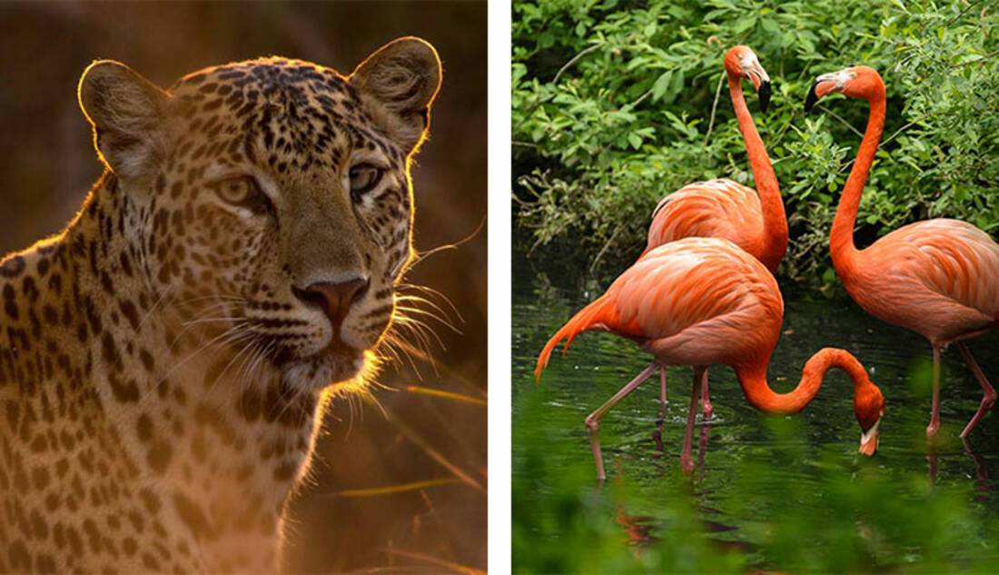 Wildlife