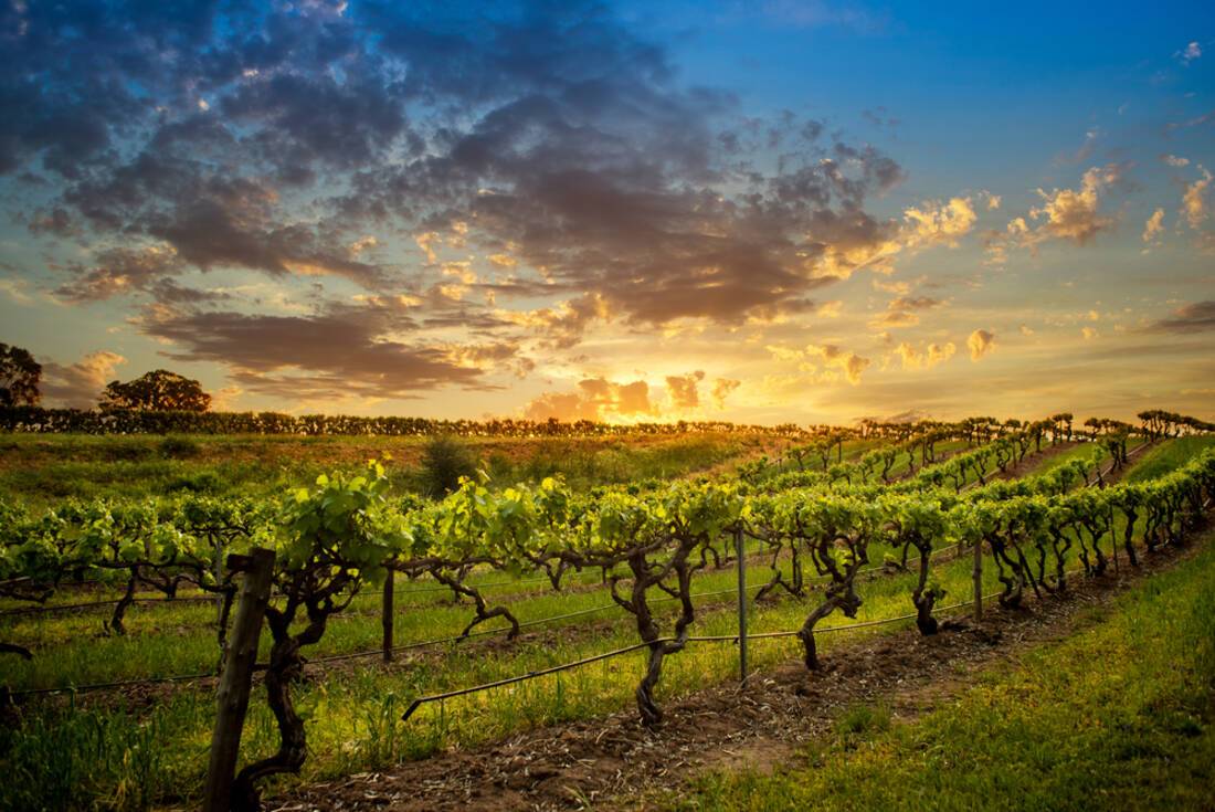 Australian vineyard