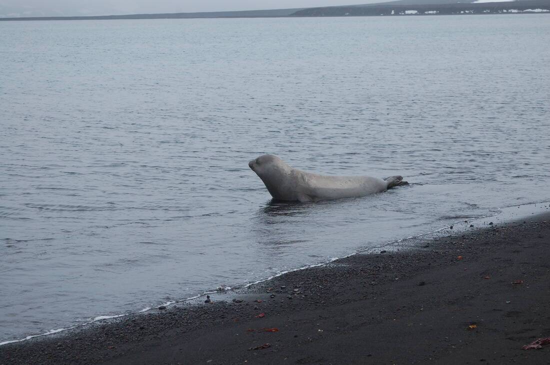 Seal, Deception Island